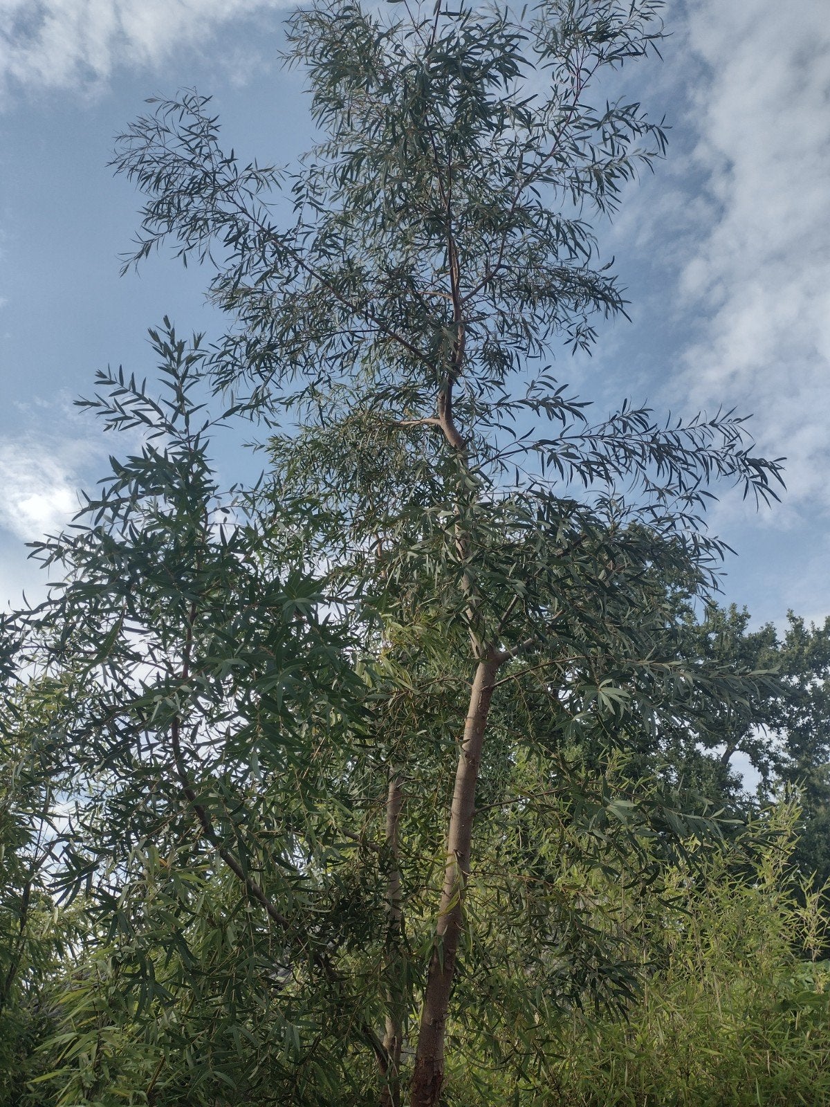 eucalyptus boom, Tuin en Terras, Planten | Bomen, Ophalen