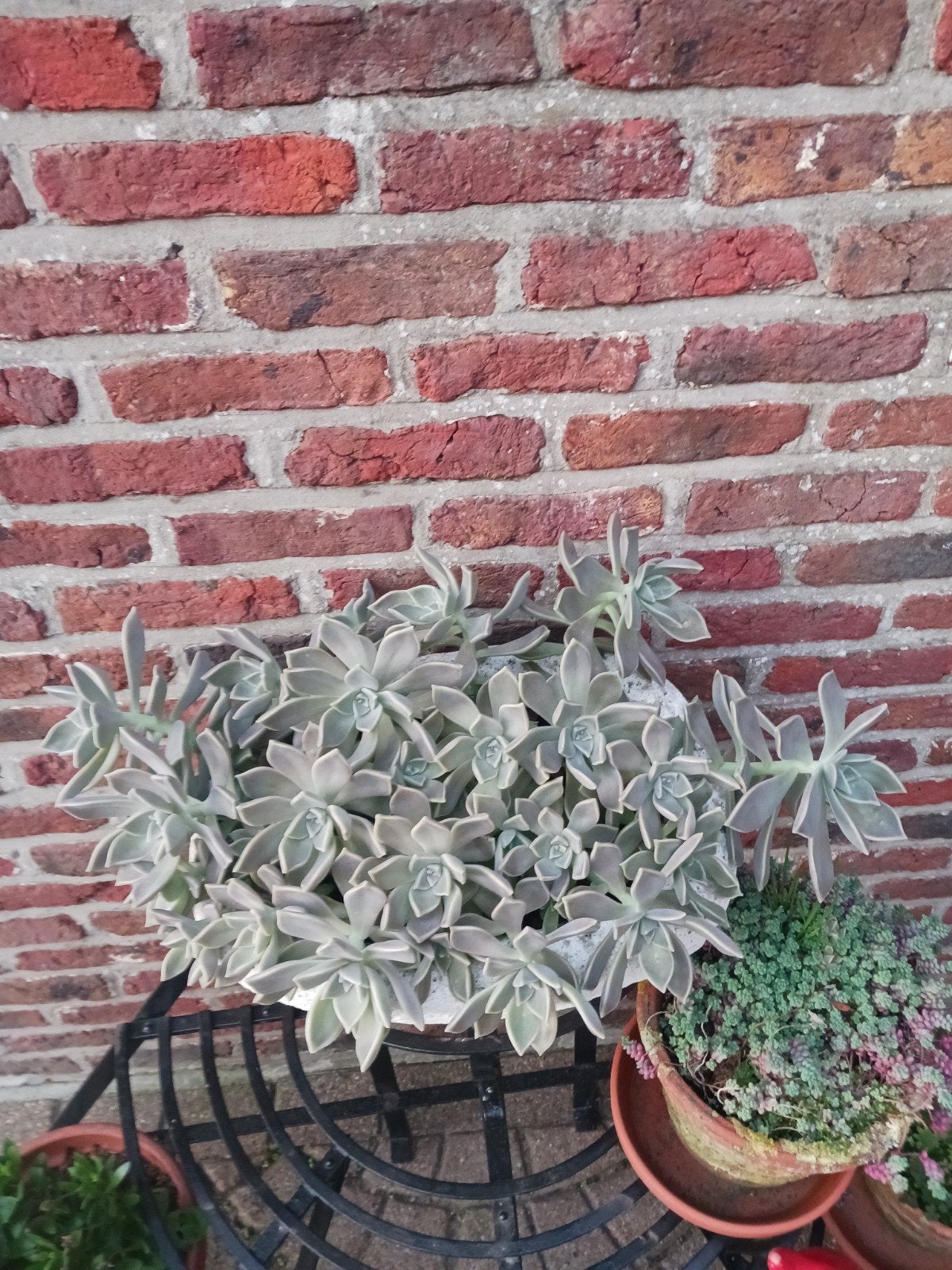 verplant met pot, Jardin & Terrasse, Enlèvement