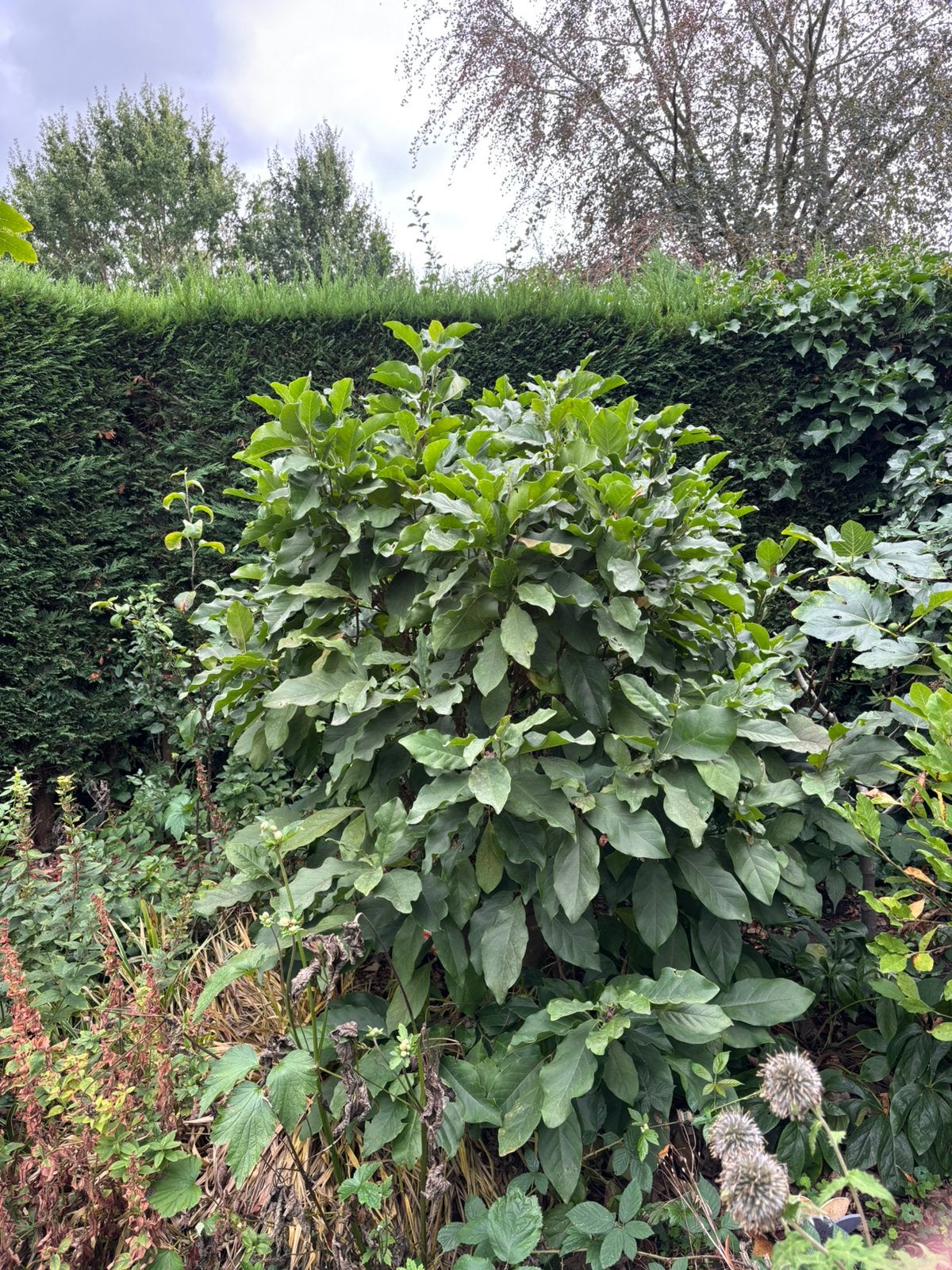Magnolia, Tuin en Terras, Planten | Struiken en Hagen, Ophalen