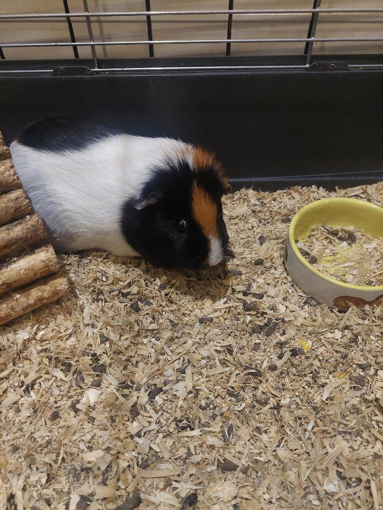 Cavia's, Dieren en Toebehoren, Knaagdieren, Mannelijk, Cavia, Februari, Tam