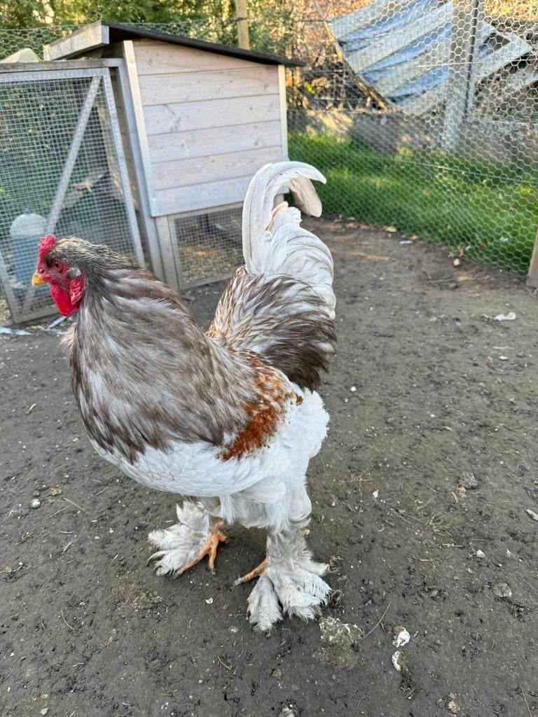 Brahma haan, Poule ou poulet