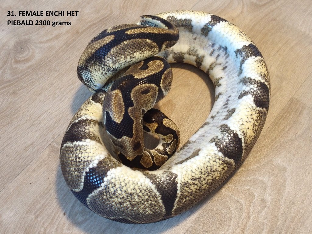 Koningspythons halfwas en volwassen kweekdieren deel 2 Ball Python photo 7