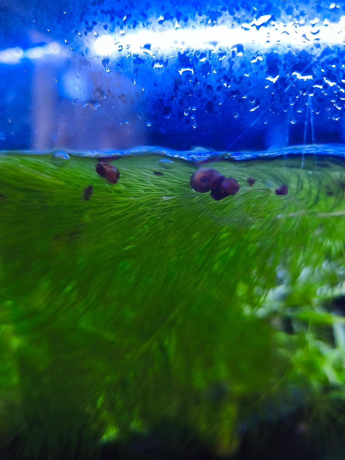 Plante d'aquarium, poissons, crevettes et escargots, Animaux & Accessoires, Enlèvement, Plantes incluses, Neuf, Plante(s), Pierre ou Bois