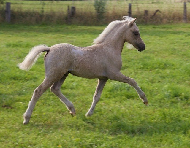 palomino welsh merrieveulen en anderen te koop, Dieren en Toebehoren, Pony's, Merrie, Met stamboom, Niet van toepassing, 0 tot 2 jaar