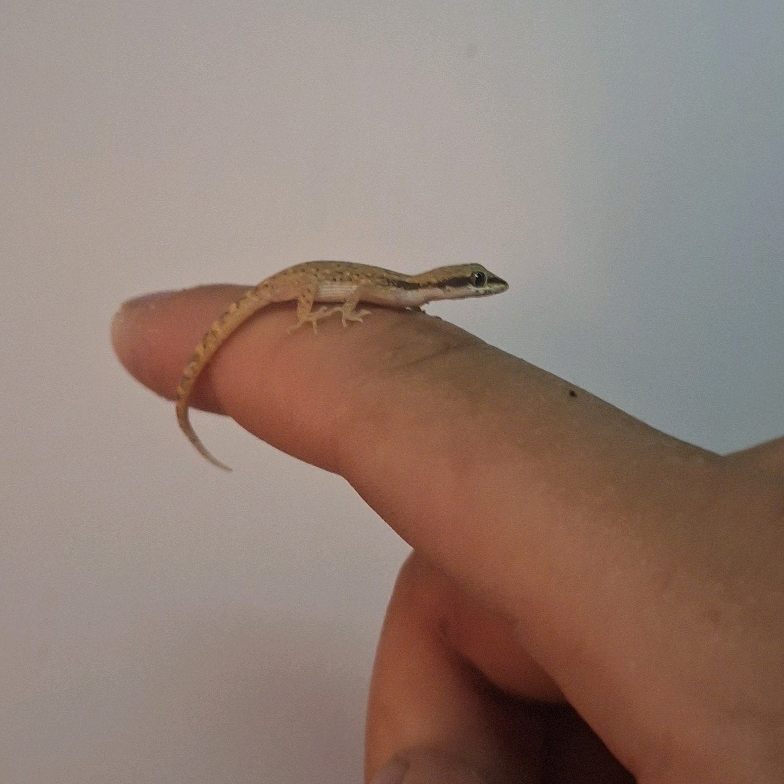 Koppel dwerg gekko's, Animaux & Accessoires, Reptiles & Amphibiens, Avec terrarium