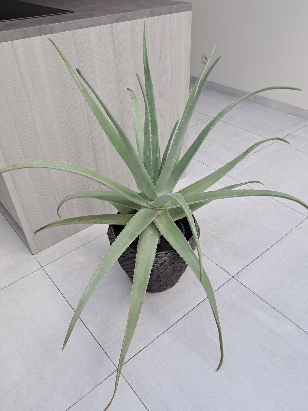 Grote Aloe Vera Plant, Jardin & Terrasse, Enlèvement, Plein soleil