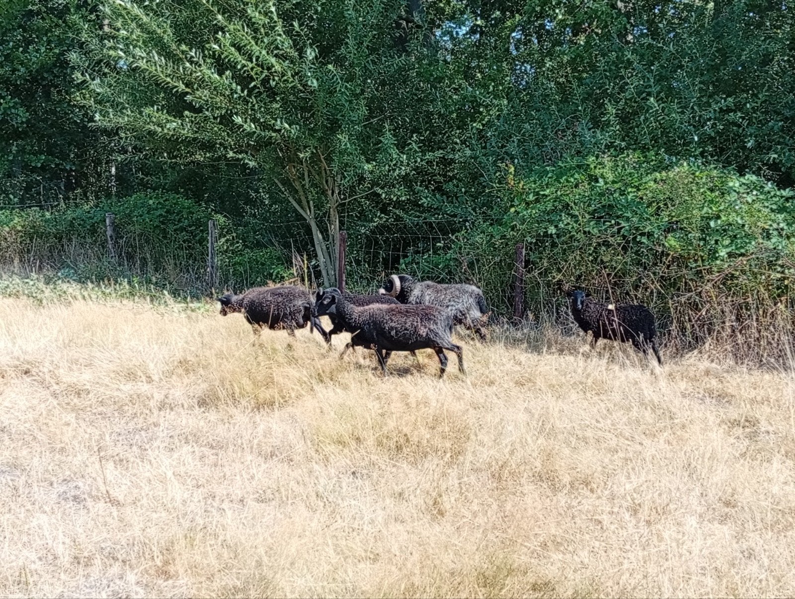 quessant schapen., Mars