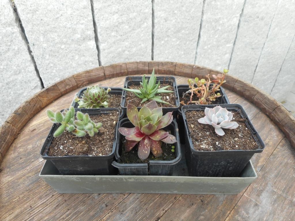 plantes, Printemps, Plein soleil, Plante fixe, Enlèvement ou Envoi