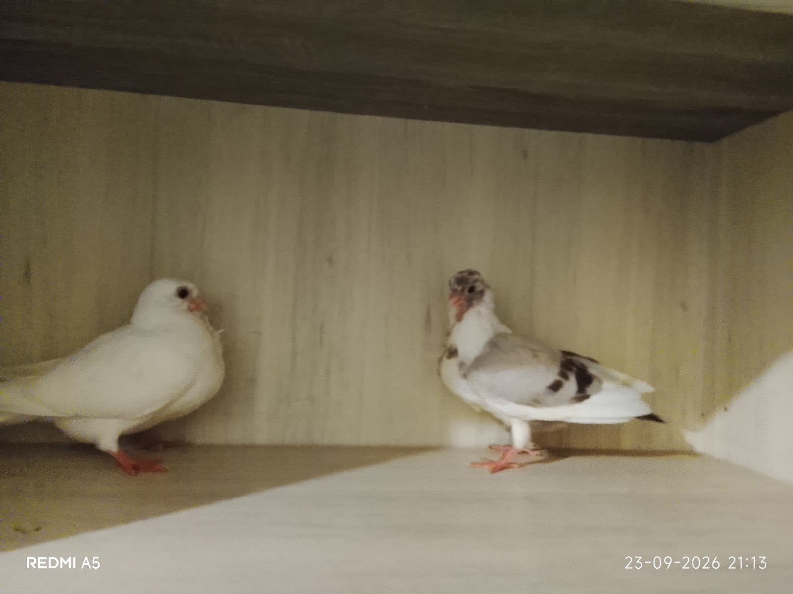 gjylijat, Animaux & Accessoires, Plusieurs animaux, Oiseau chanteur sauvage