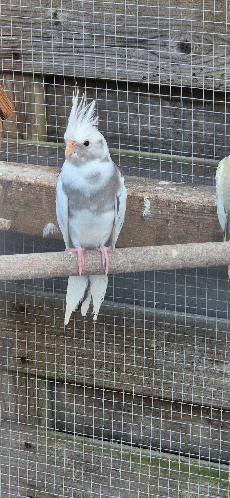 Mooi kweekkoppel valkparkieten – man en pop, Plusieurs animaux, Perruche