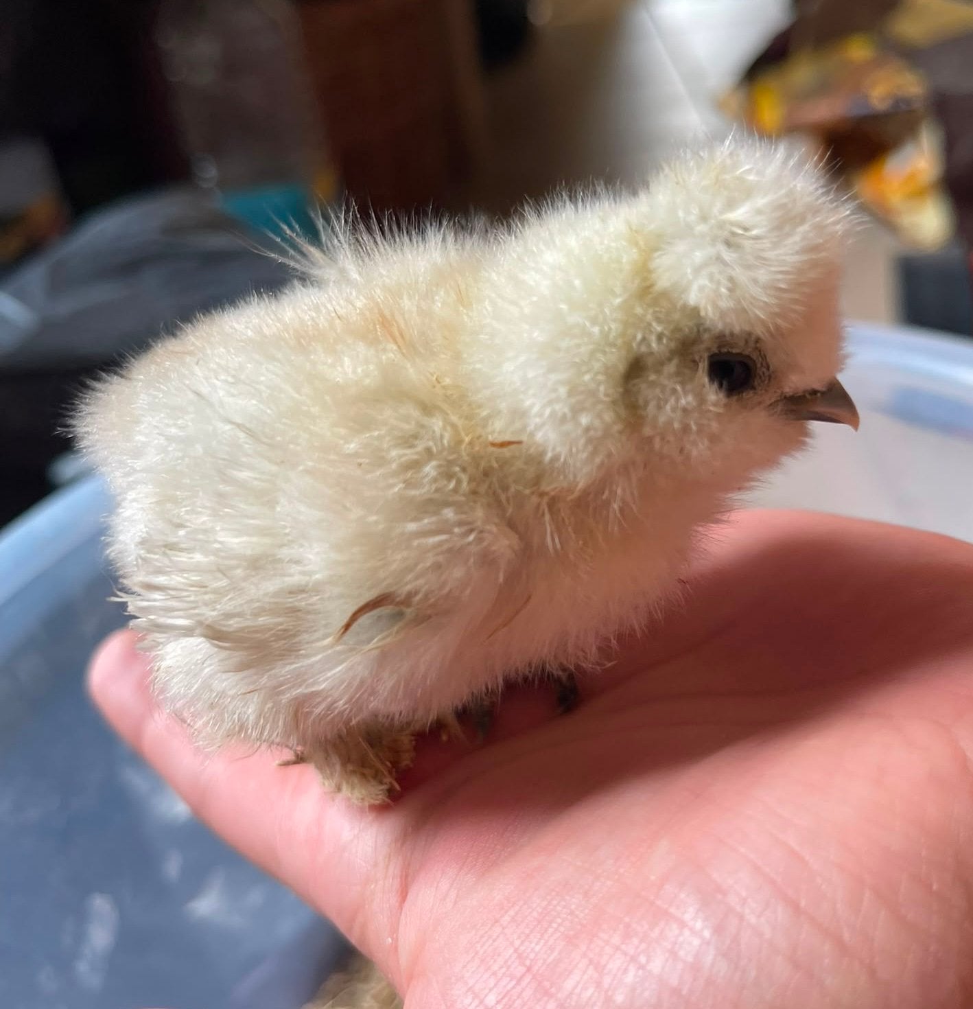 USA Zijdehoen Patrijs Zijdekrul/frizzle kuikens, Dieren en Toebehoren, Pluimvee