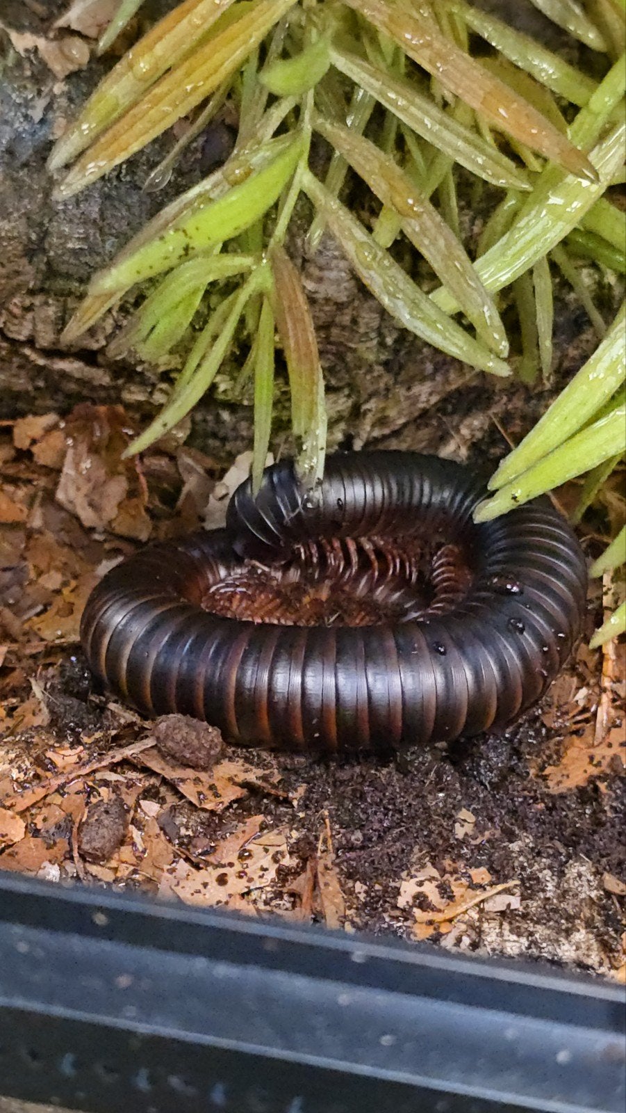 Afrikaanse reuzenmiljoenpoten (Archispirostreptus gigas) bes, Dieren en Toebehoren