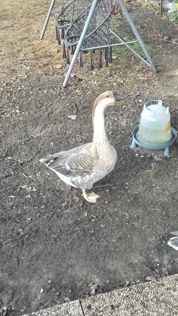 Oie de Guinée et coq a donner, Animaux & Accessoires, Enlèvement