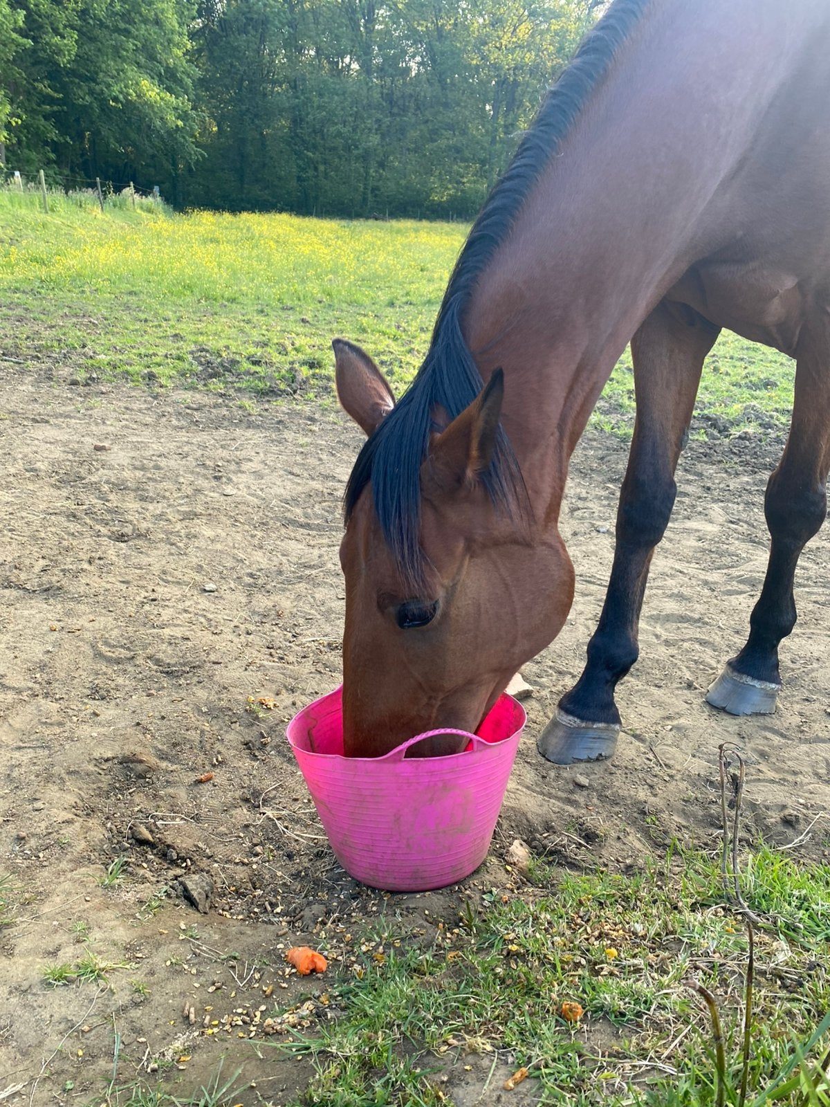 Lieve ruin ter ADOPTIE, Dieren en Toebehoren, Ruin, M