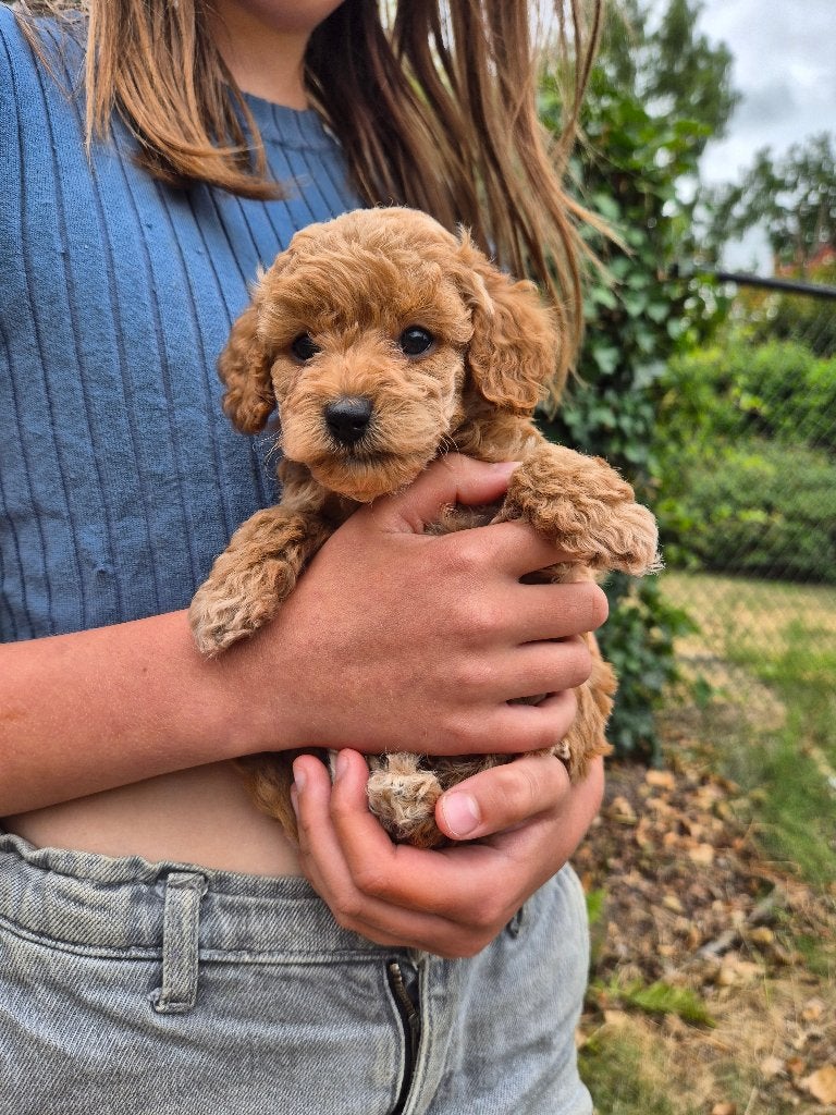 Toy poedel pups / dwergpoedel / toypoedel, Dieren en Toebehoren, Poedel, België, Fokker | Hobbymatig, 8 tot 15 weken