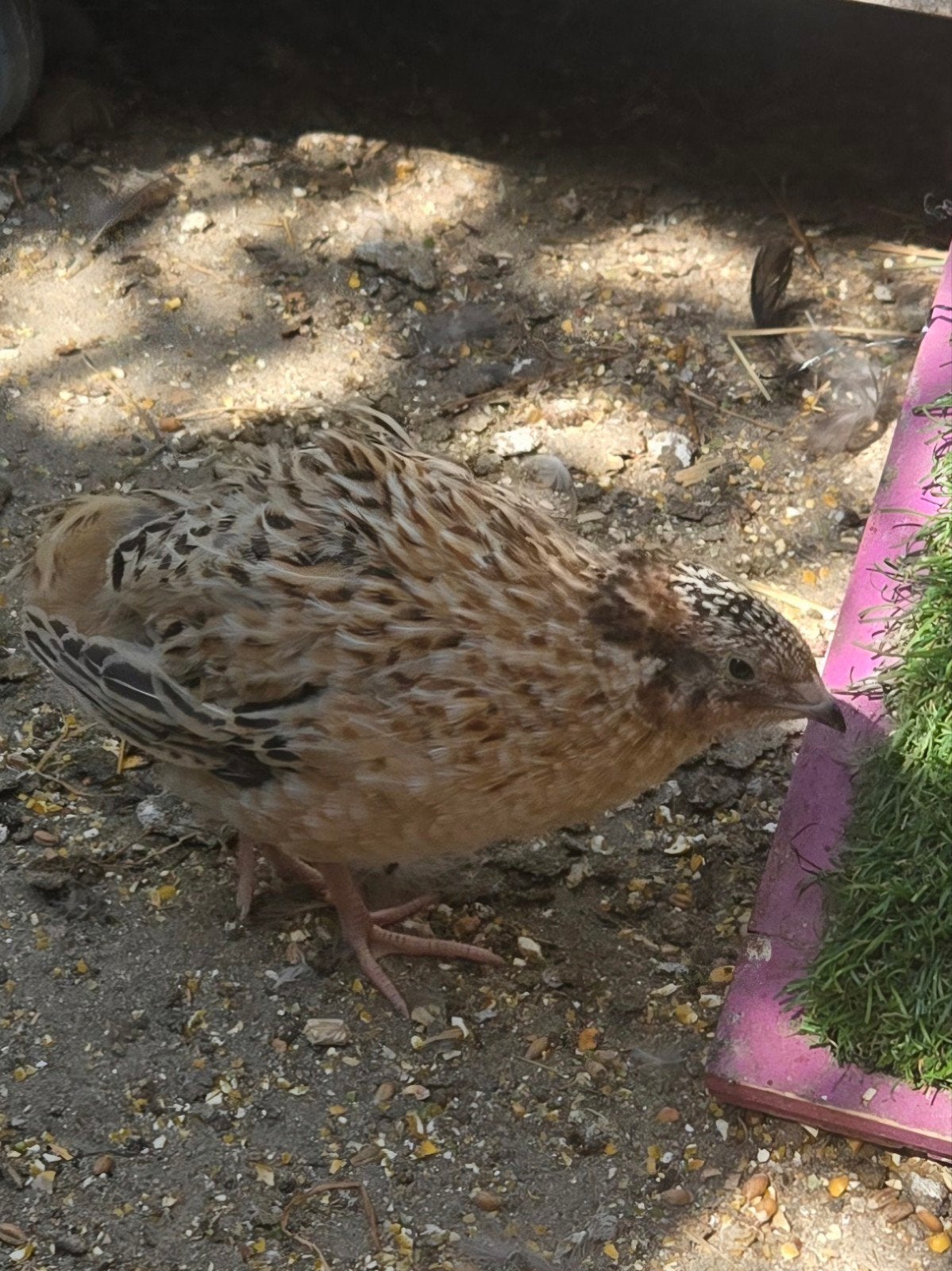 Trio de cailles japonaises, Plusieurs animaux, Autres espèces