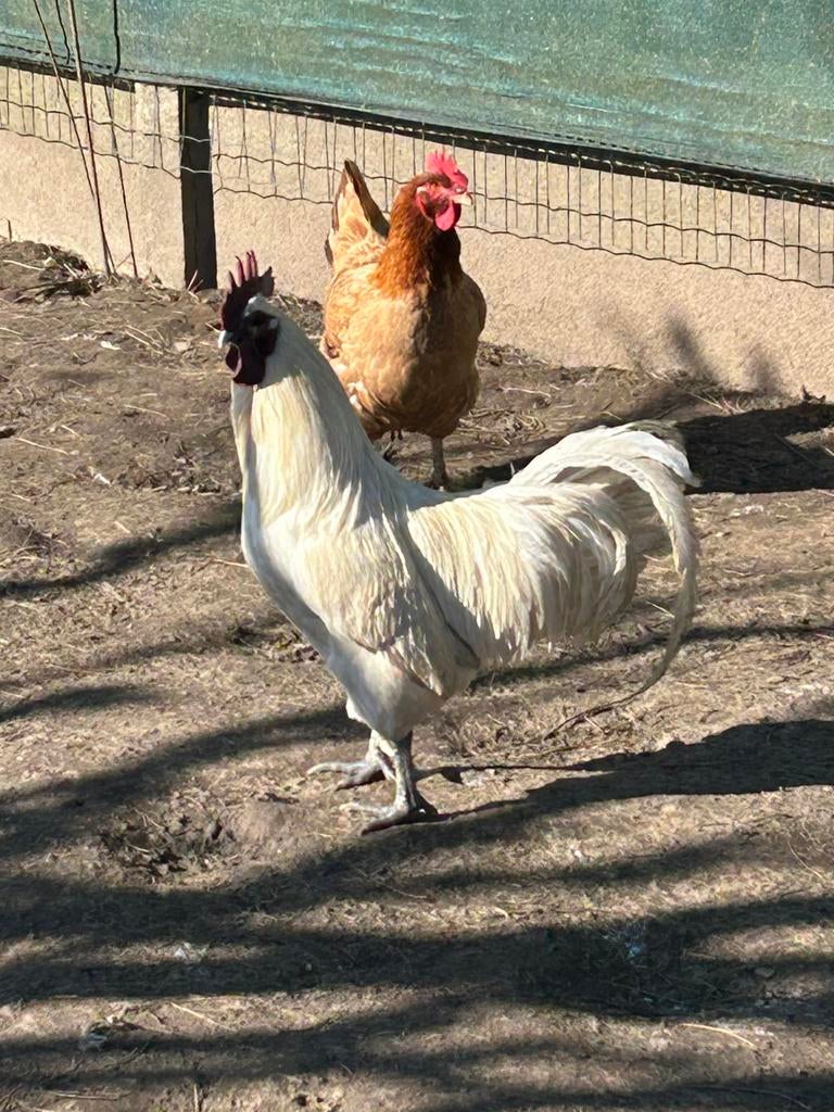 Coq Ga Mong 2ans rare, Animaux & Accessoires, Volatiles