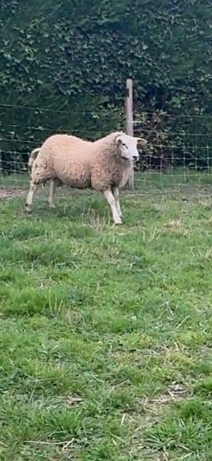 Ram Lam, Mâle, Mouton