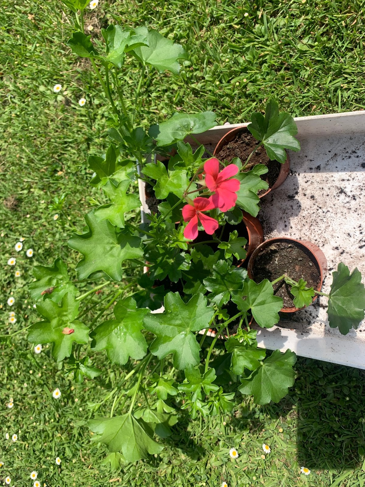Geraniums plantjes, Ophalen