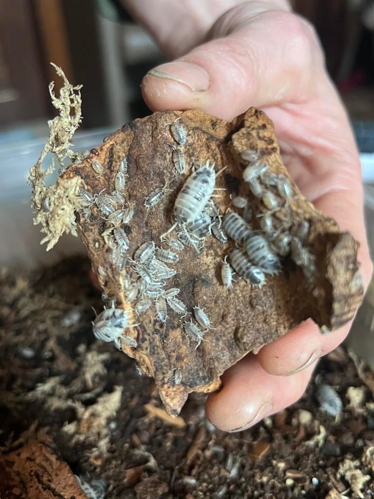 Isopods P. laevis Dairy Cow, Dieren en Toebehoren, Overige soorten