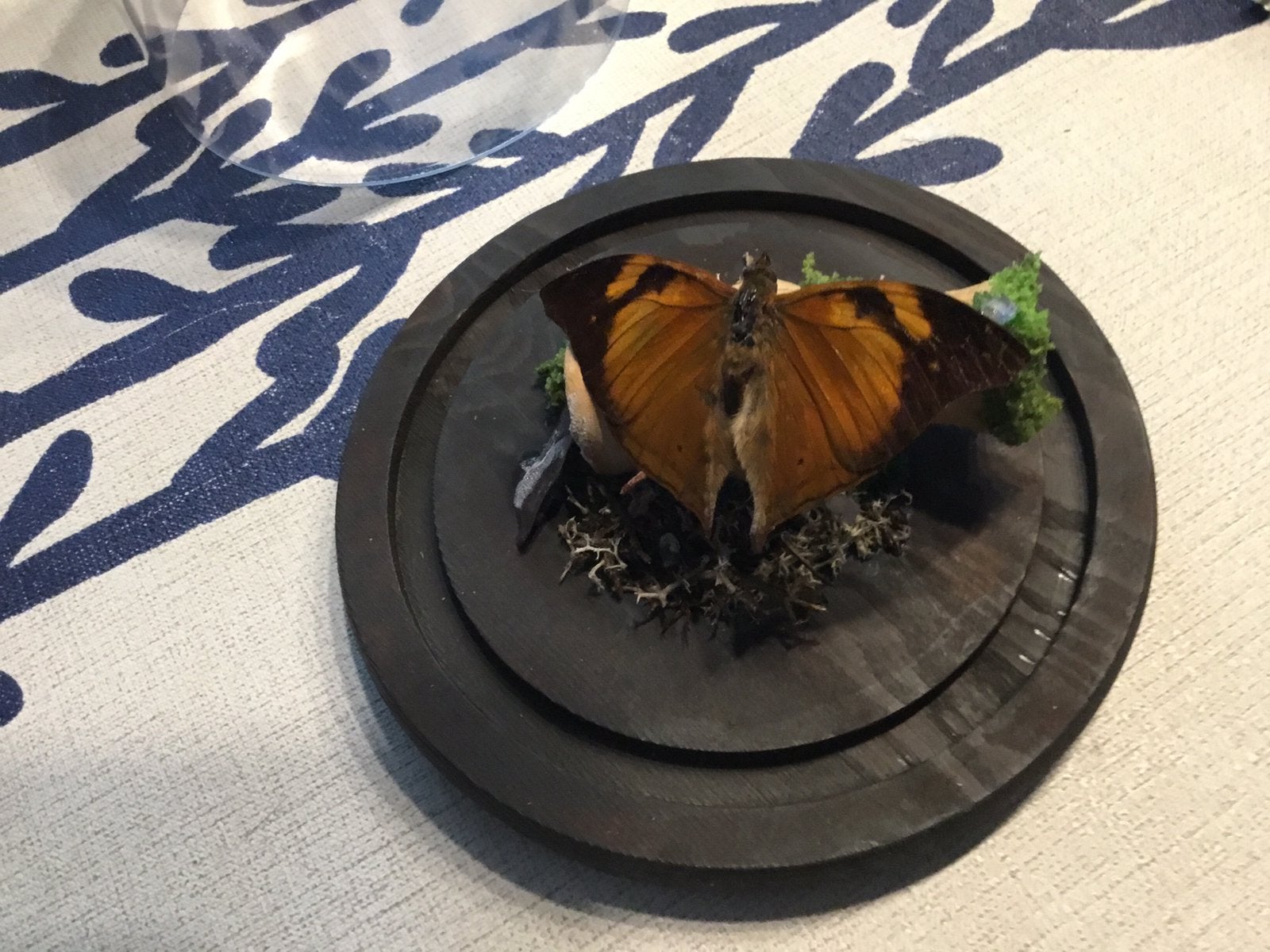 Taxidermie, Enlèvement