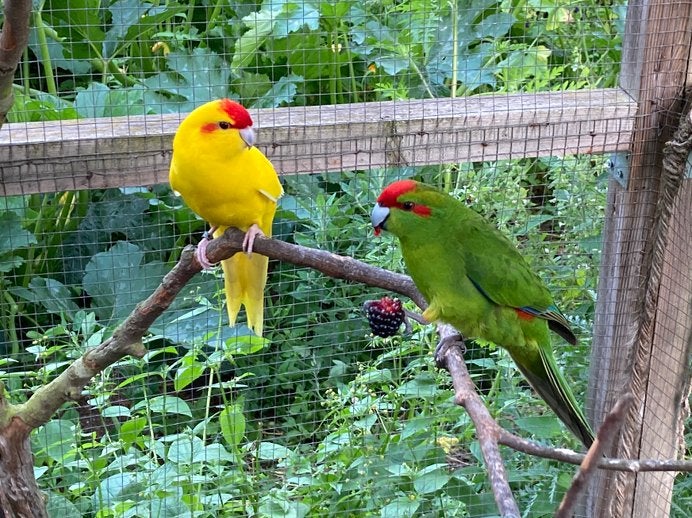 Kakariki’s, Animaux & Accessoires, Mâle, Perruche, Domestique