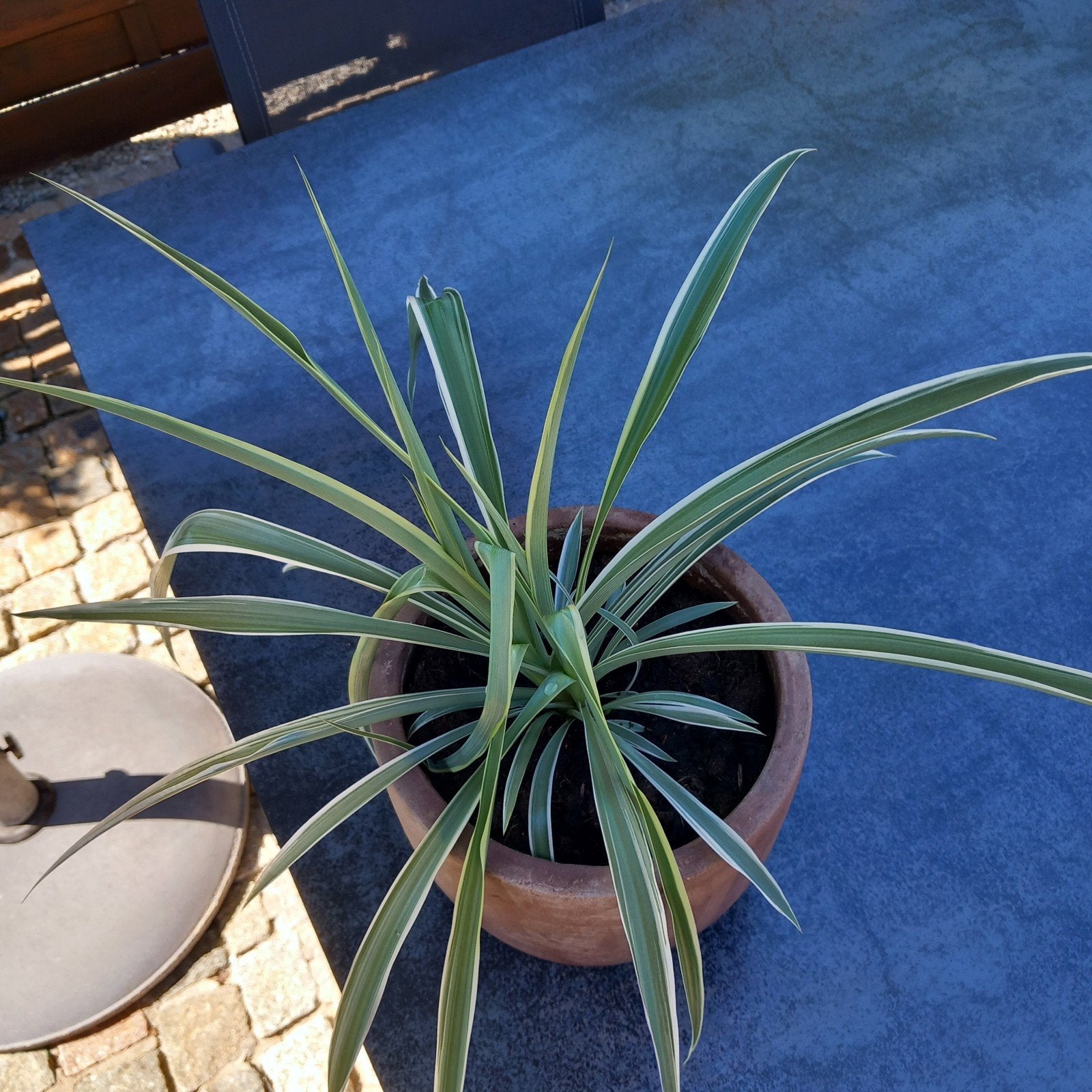 Lelieplant, Tuin en Terras, Planten | Tuinplanten, Ophalen, Vaste plant, Siergrassen, Halfschaduw