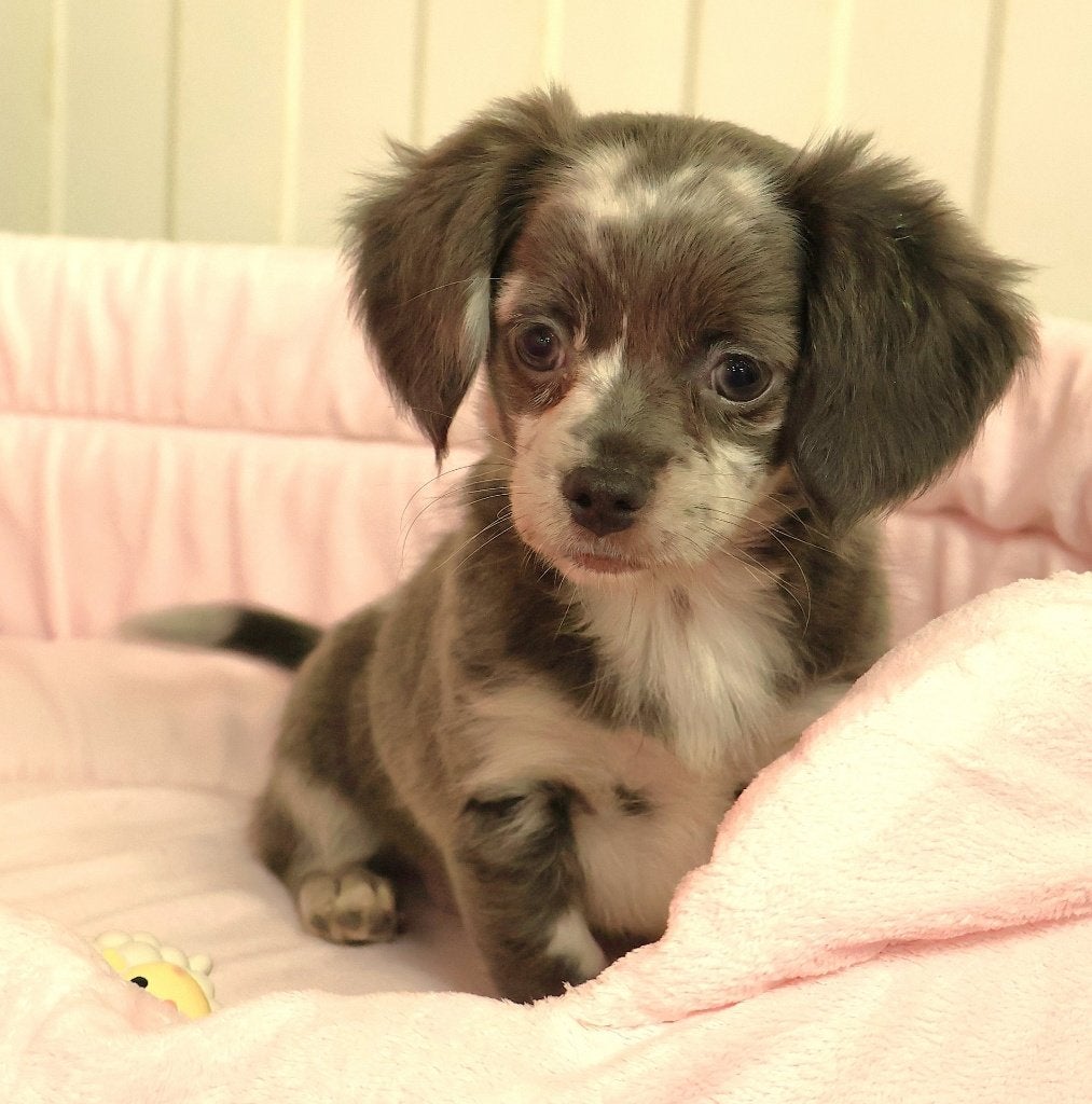 Super leuke Chiweenie ( Chihuahua -Teckel) pups!!!, Dieren en Toebehoren, 15 weken tot 1 jaar, Overige rassen, Buitenland, CDV (hondenziekte)