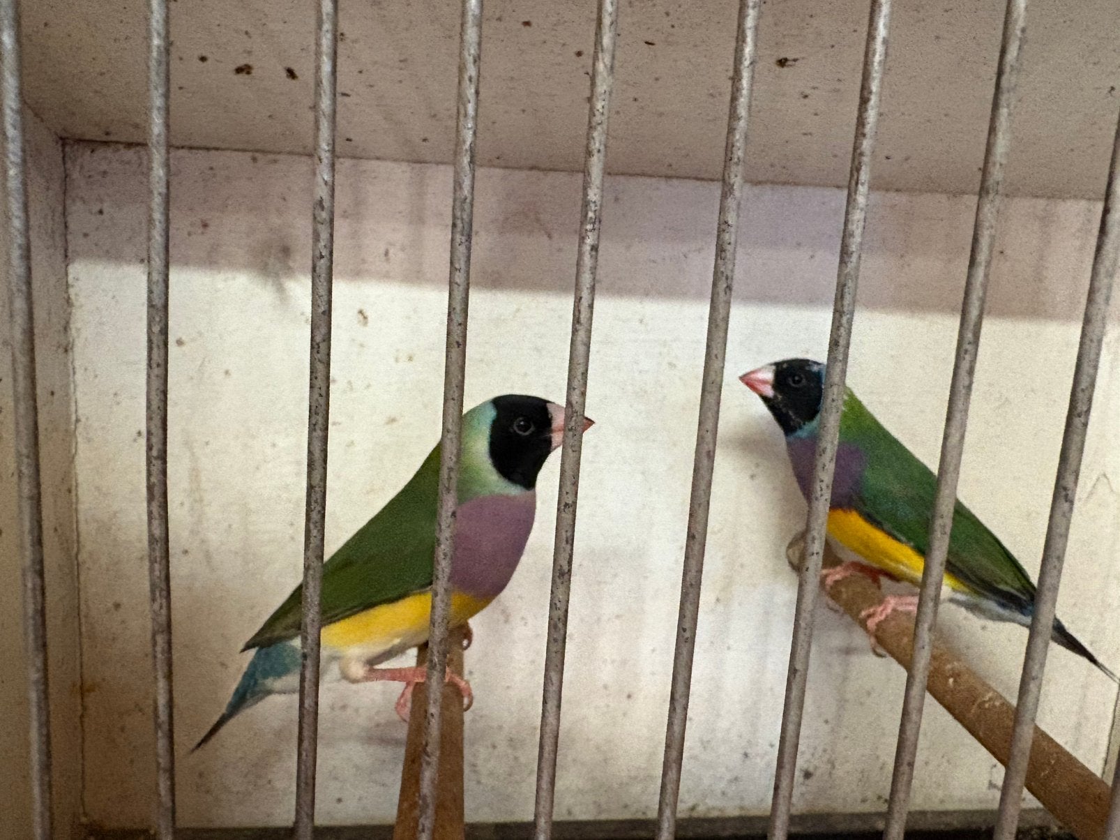 Gold amadines, Dieren en Toebehoren
