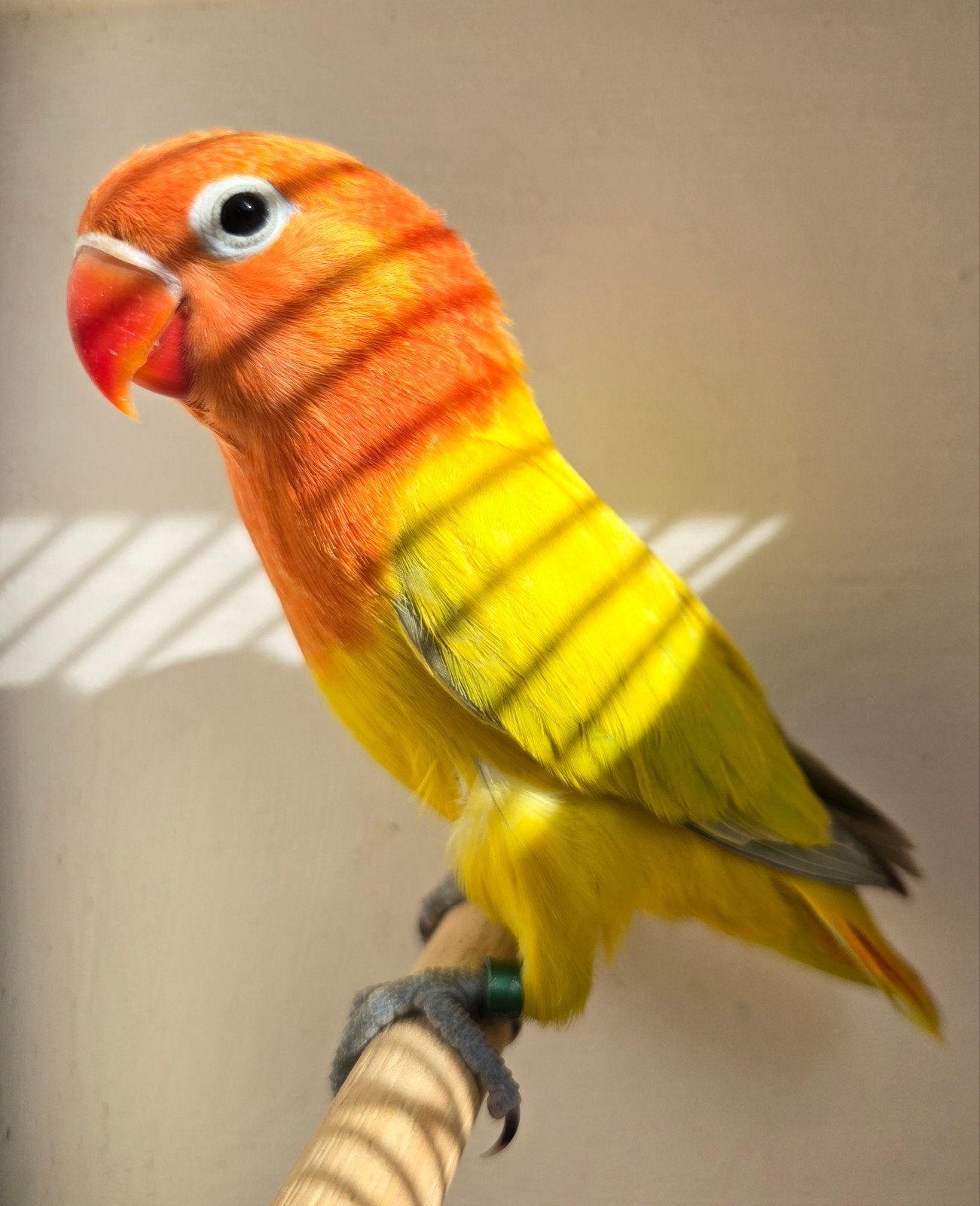 Euwing Opaline Dilute Fischeri Pop 2026, Femelle, Perroquet nain ou Inséparable, Bagué