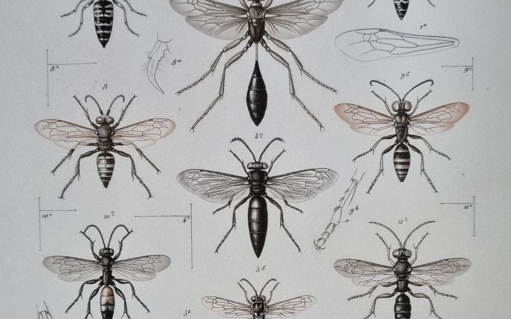 Antieke prent wespen van Madagascar - Lebrun, Geny-Gros, 1800 - 1899, Faune et Flore, Gravure, Enlèvement