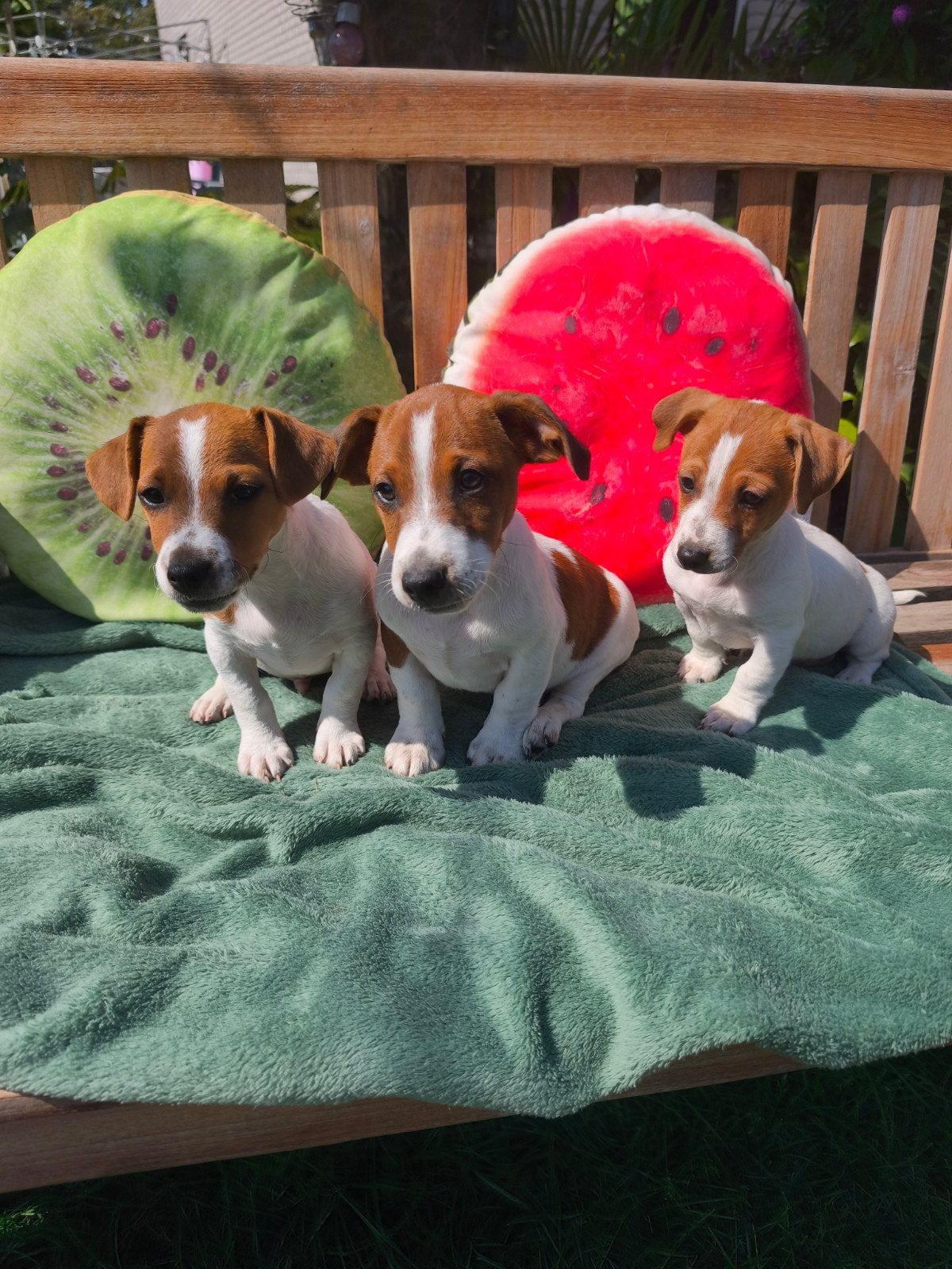 super lieve actieve Jack Russell pups reutjes, Dieren en Toebehoren, Parvo, België, Fokker | Hobbymatig, Jack Russell Terriër