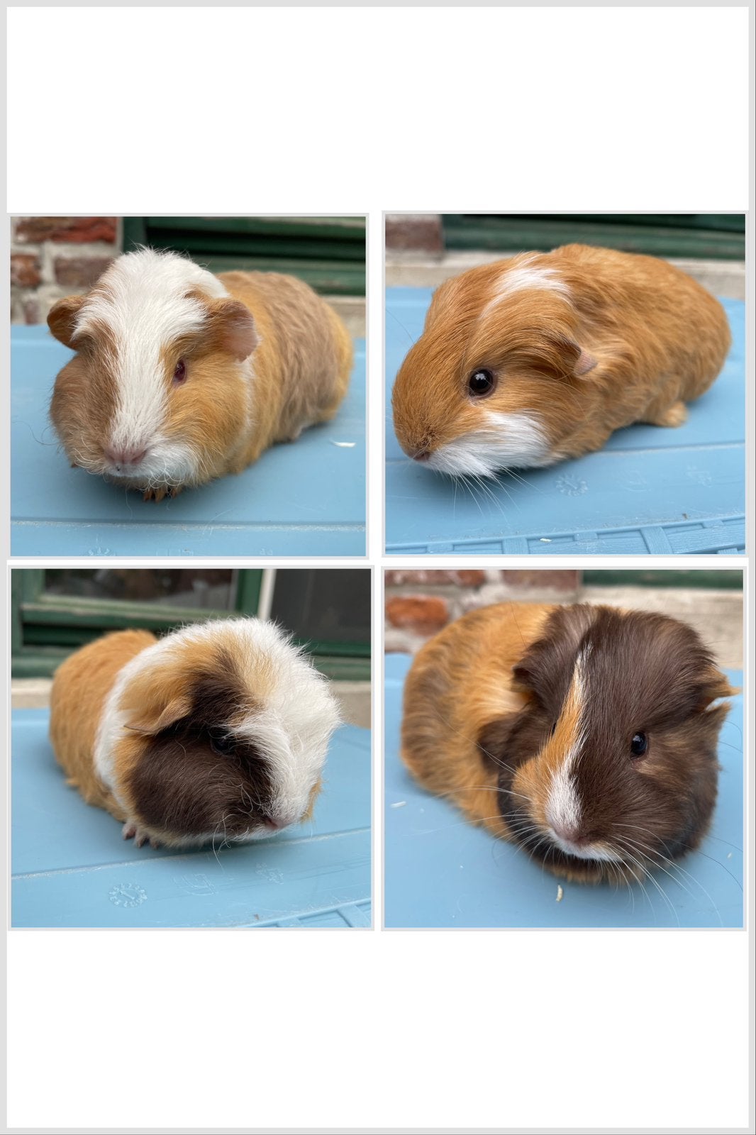 Cavia vrouwtjes, Cavia, Vrouwelijk, Mei, Tam