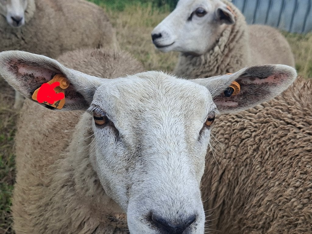Kweek ooi lammeren, Mâle, Mouton, 0 à 2 ans