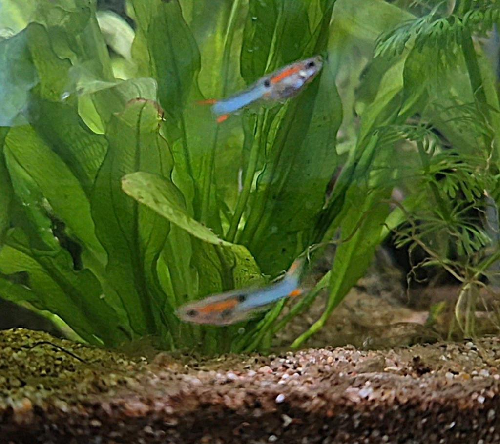Endler guppy GERESERVEERD, Dieren en Toebehoren, Ophalen