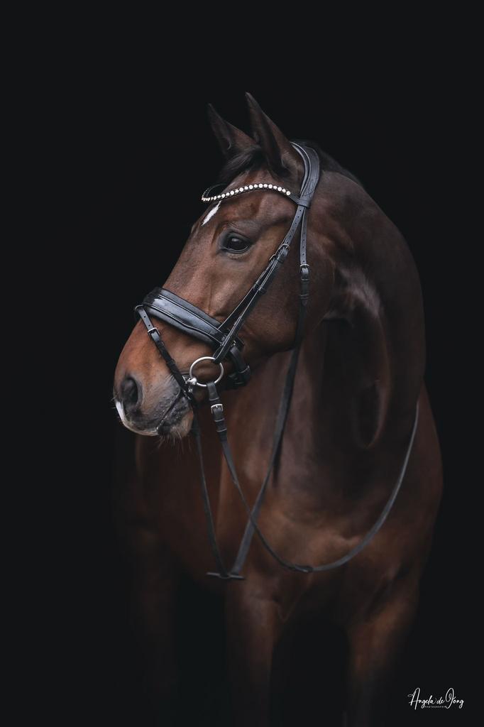 Knappe dressuurruin, Dieren en Toebehoren, Ruin