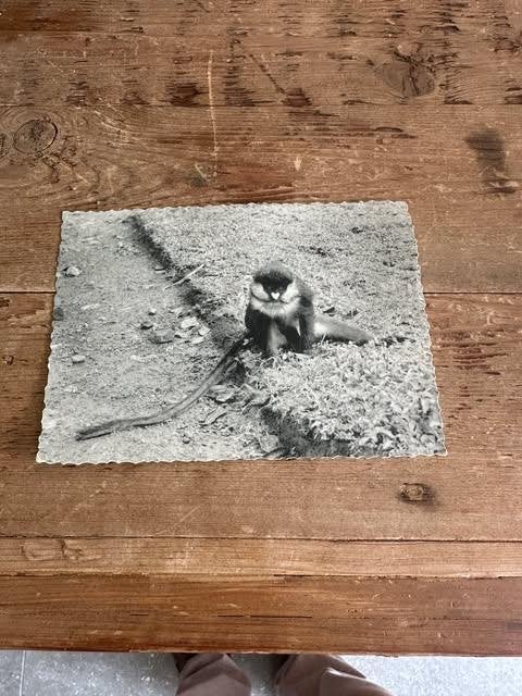 carte postale le Congo d'aujourd'hui ouistiti, Verzamelen, Ophalen of Verzenden, Gelopen, Natuur