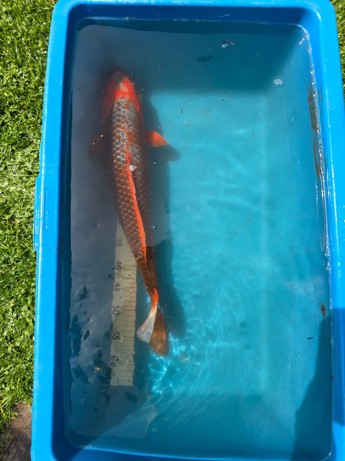 Hi Asagi Japanse koi 55-60cm