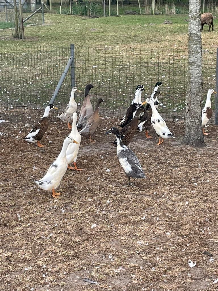 Loopeenden, Meerdere dieren, Eend