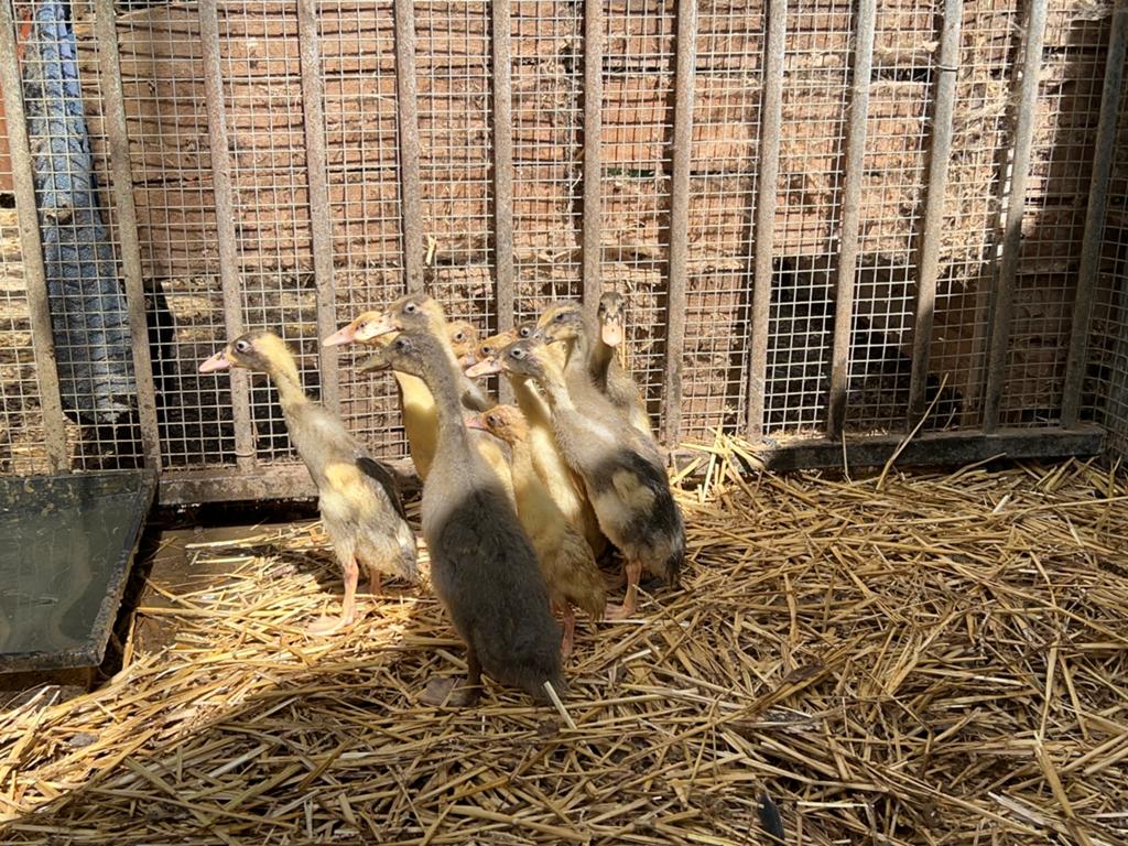 Loopeendjes, Dieren en Toebehoren, Geslacht onbekend, Eend