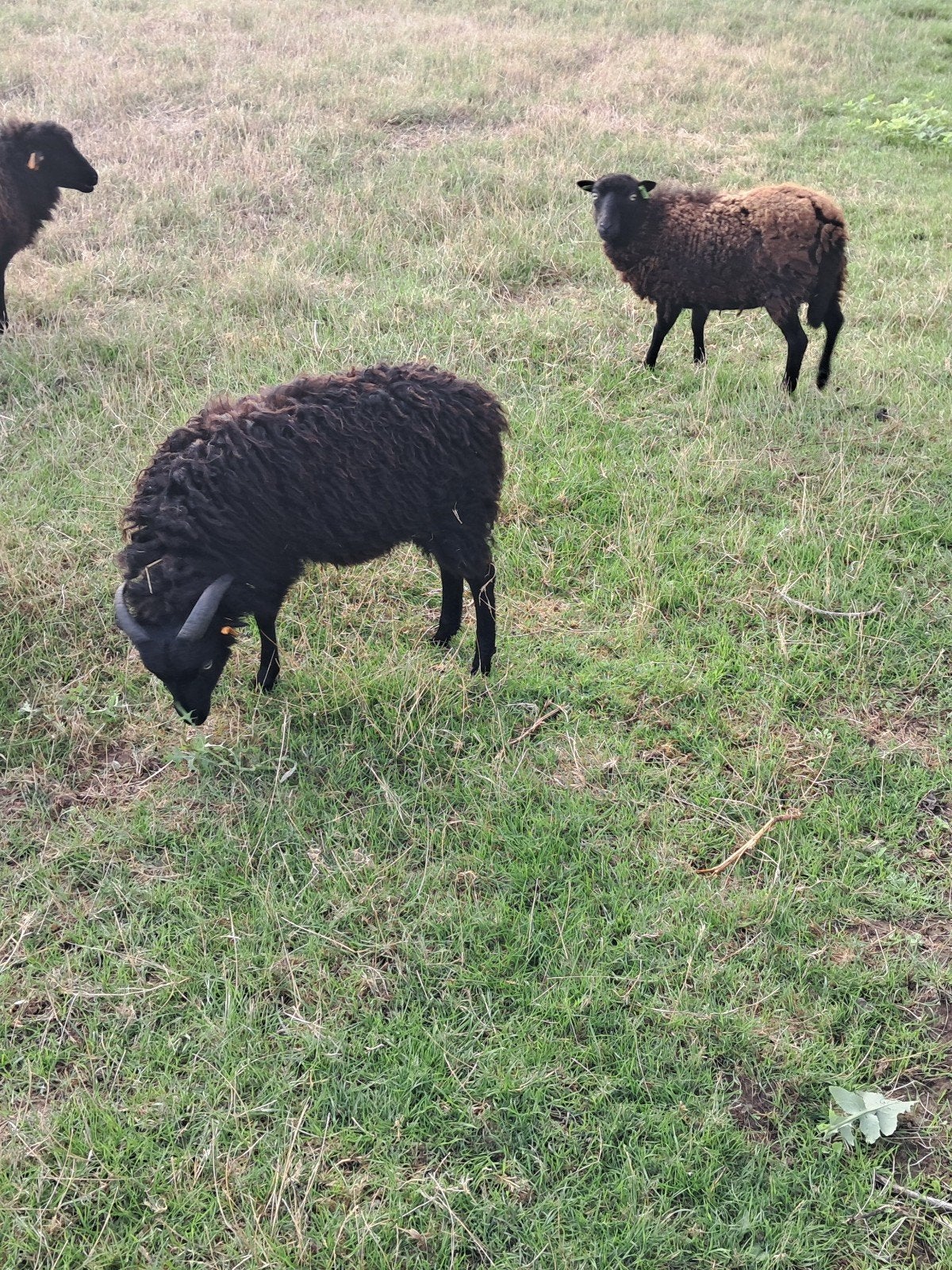 2 ouessant schaapjes