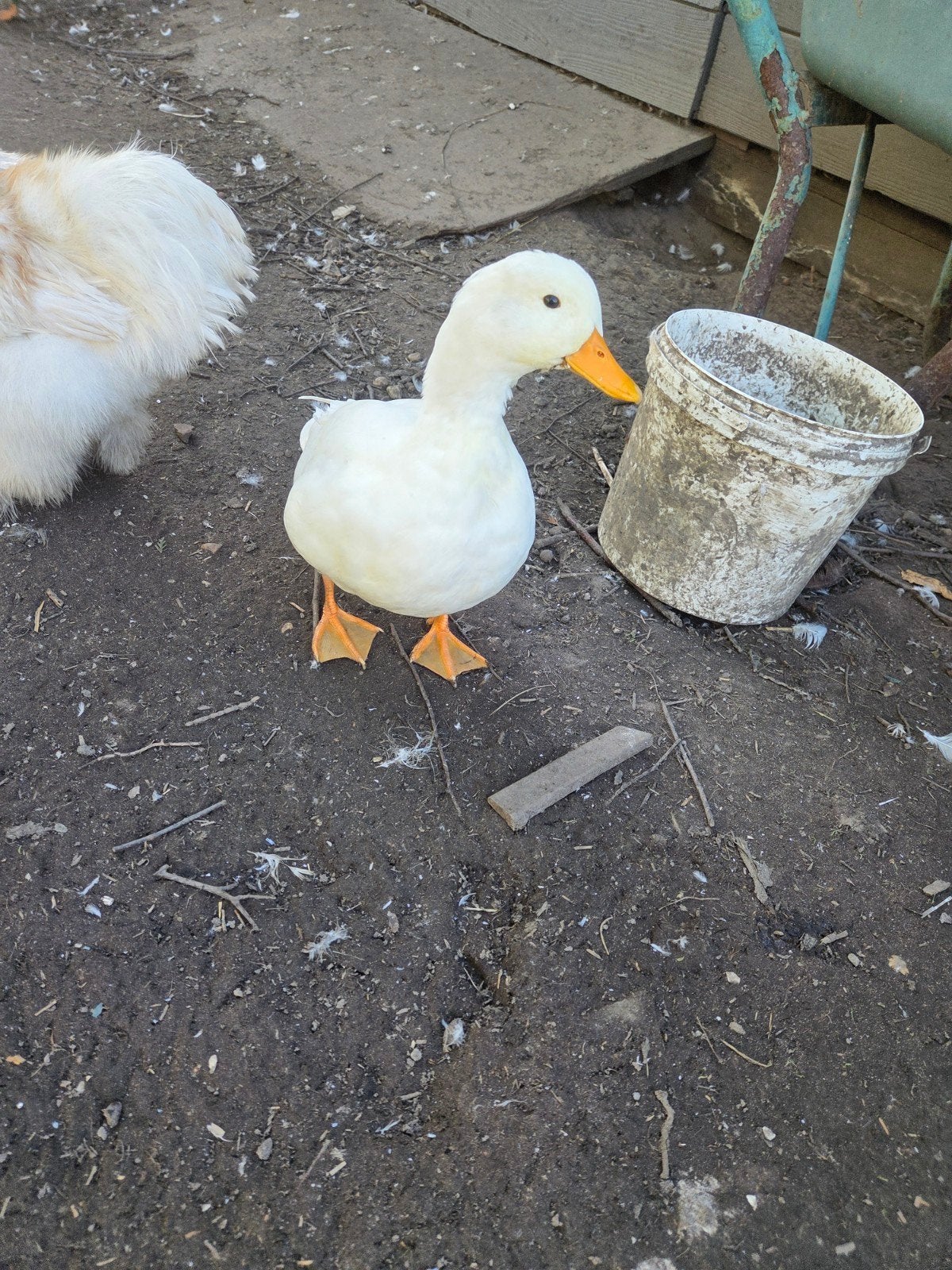 hollandse kwakers, Plusieurs animaux, Canard