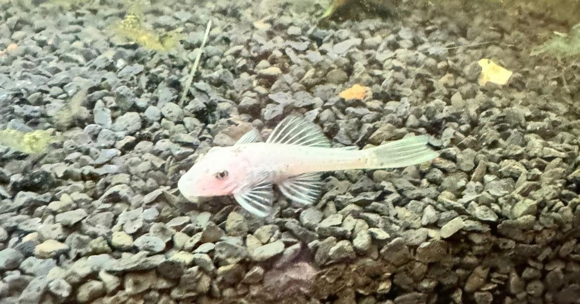 Ancistrus L144 Snow White – 4-6 cm – egaal witte variant, Dieren en Toebehoren, Vissen | Aquariumvissen, Vis, Zoetwatervis