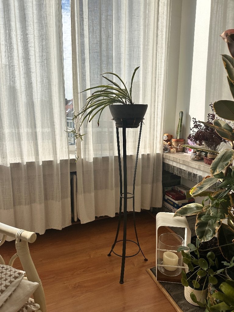 Zwarte metalen plantenstandaard met bloempot, Ophalen, 100 tot 150 cm, Overige soorten, Halfschaduw