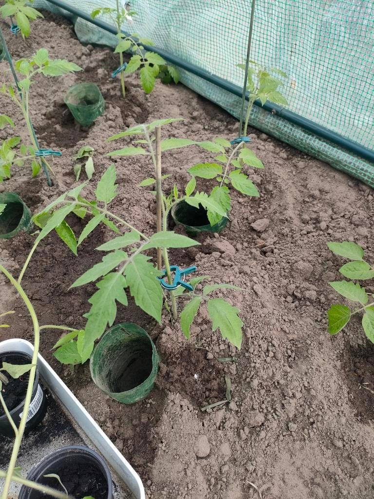 Snoeptomaat plantjes, Tuin en Terras, Ophalen