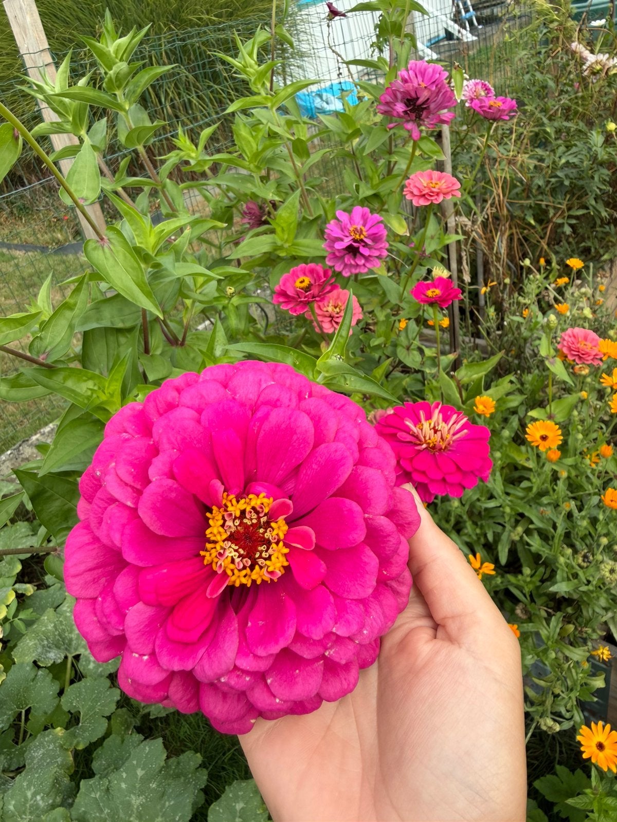 Zaadjes van verschillende bloemen, Tuin en Terras, Ophalen of Verzenden, Voorjaar, Volle zon, Zaad
