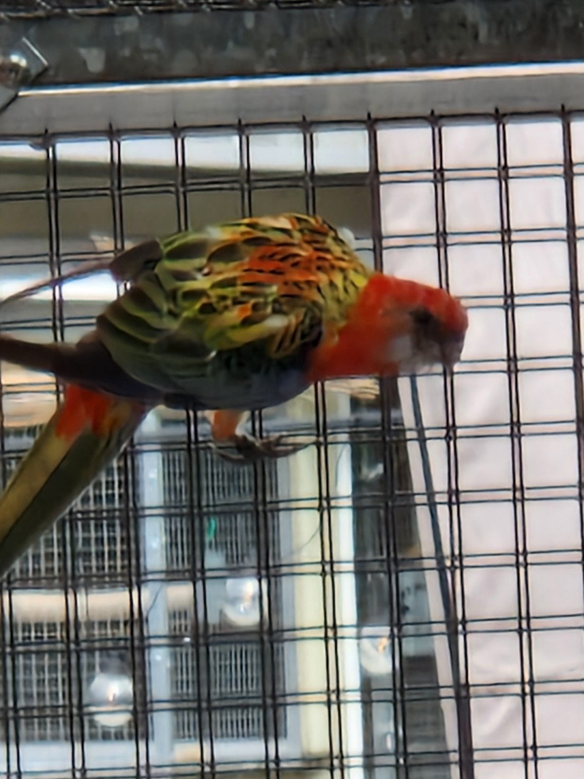 Pop Rosella Opaline/ Bl/ Doré, Femelle, Perruche, Bagué