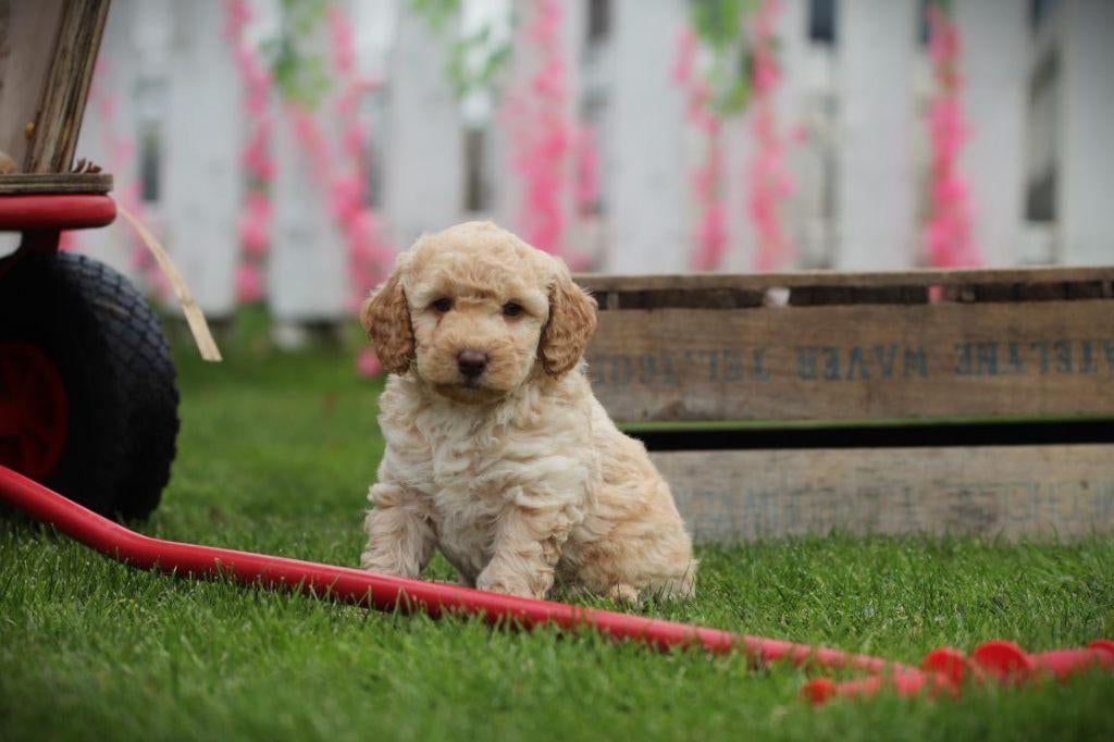 Labradoodle pups – hypoallergeen & gezinsvriendelijk, Parvo, België, Fokker | Hobbymatig, 8 tot 15 weken