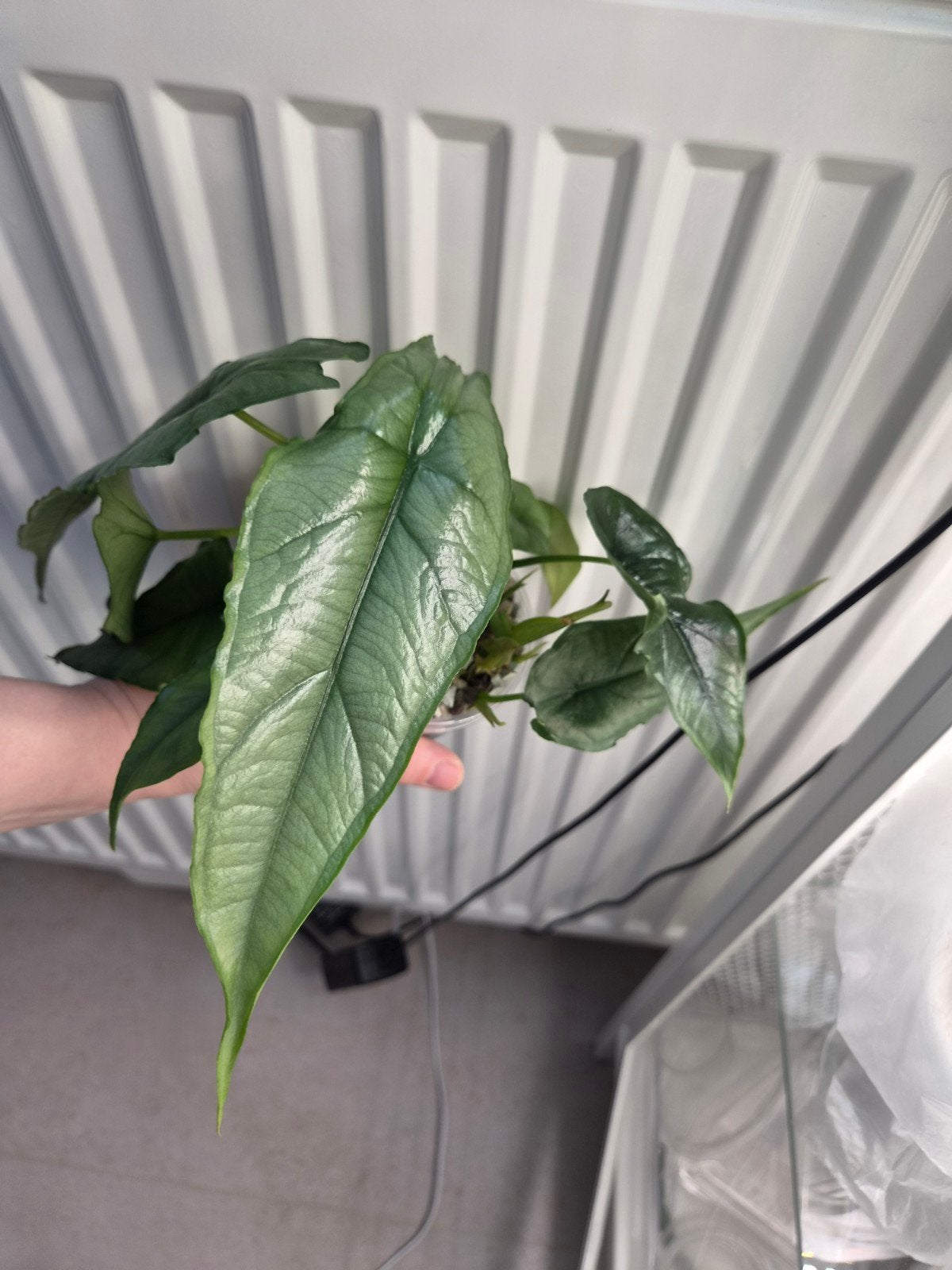Alocasia drakenadem (heterophylla), Ophalen