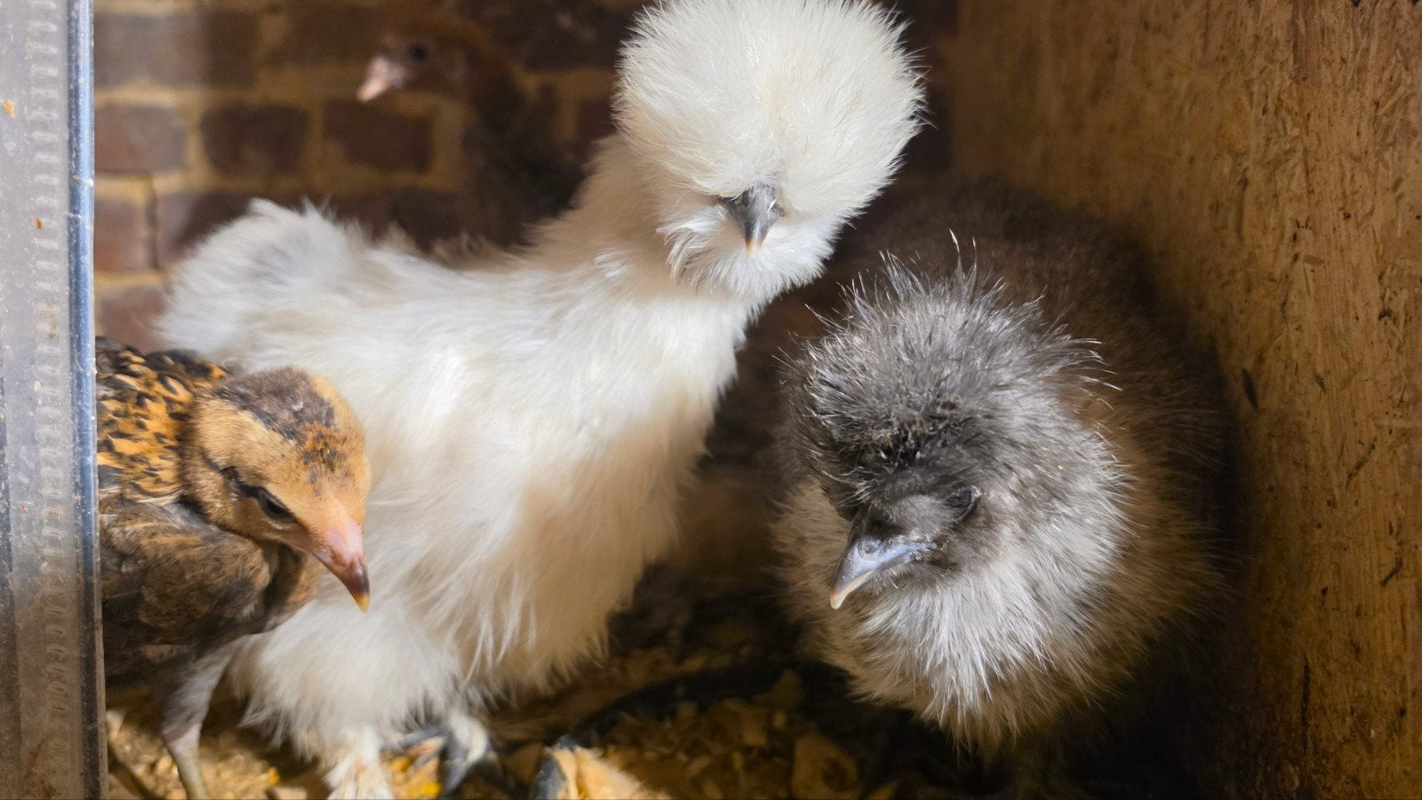 Sierkippen kuikens – Araucana, Brahma, Cochin & meer